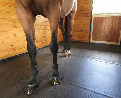 Horse in stall with rubber horse matting