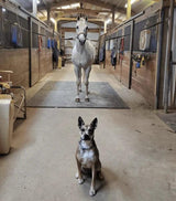 Horse Washing Area Tiles 30mm - 50cm x 50cm GYM FLOORING GymFloors   