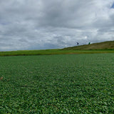 TEE Green Golf Putting Green Grass  Sprung Gym Flooring   